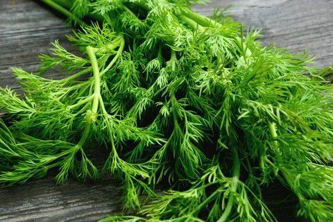 سفارش آنلاین سبزی شوید خشک صادراتی + قیمت رقابتی